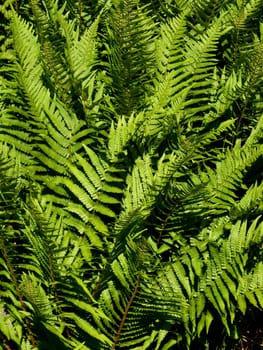 ferns