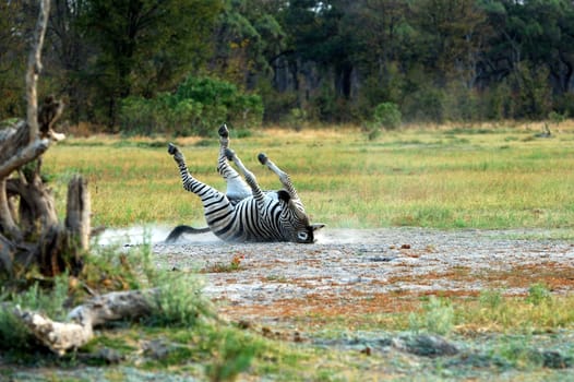 Zebra,Equus burchelli,rolling in the sand to clean up,Moremi National Park,B