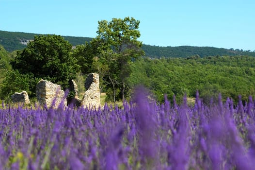 Lavender field in Provence,France