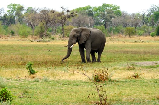 Lonely old elephant bull,Moremi National Park,Botswana
