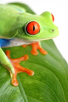 frog on a leaf isolated