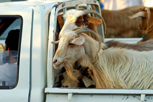 Goat transport,Oman