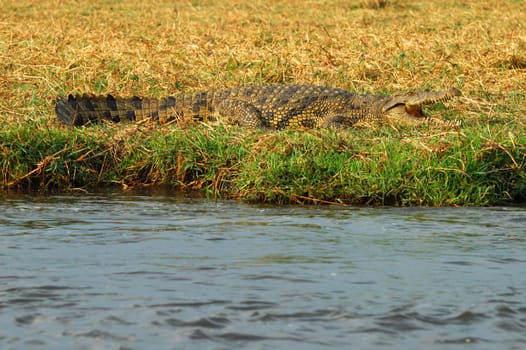 Nile crocodile on the riverbank