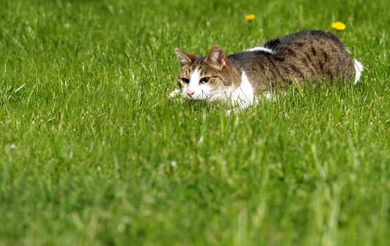 on the prowl