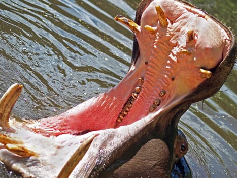 Roaring Hippopotamus