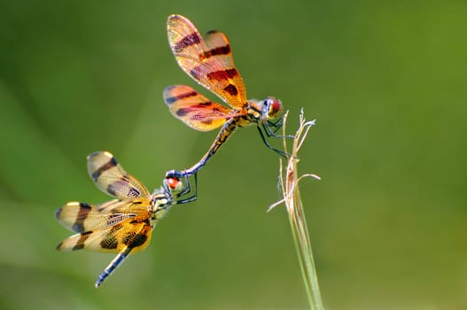 Halloween Pennant (Celithemis eponina) Shark Valley,Everglades,Florida This dragonfly from the dragonfly family does not have a German name. It is a widespread and often common species in Florida and other parts of the United States. Prefers to live