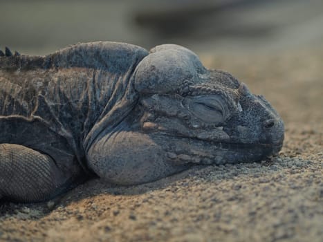 Sleeping Rhinoceros Iguana