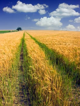 Yellow ripe field and green way
