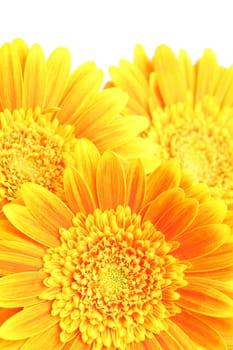 flowers background