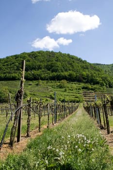 Viticulture in the Wachau