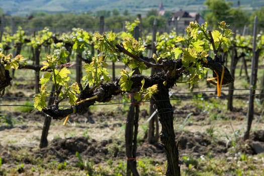 Viticulture in the Wachau