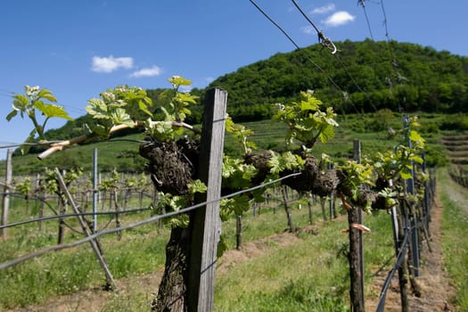 Viticulture in the Wachau