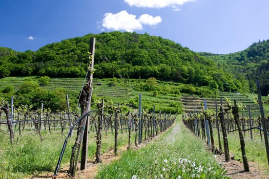 Viticulture in the Wachau