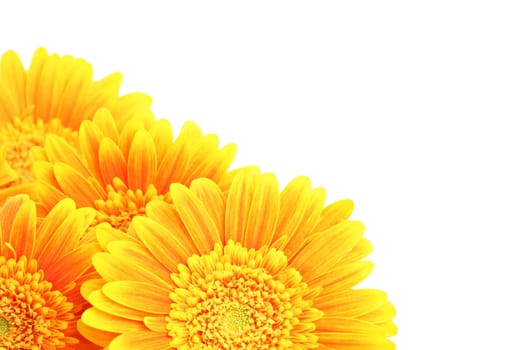 flowers corner isolated