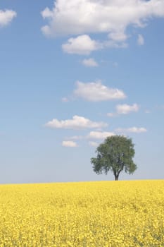 Spring