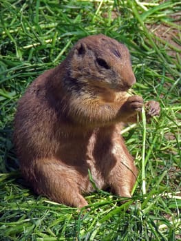 Blacktail - Prairie Dog