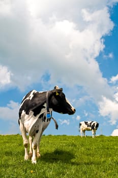 Cows 2
