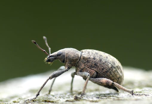 Weevils can be recognized by their distinct rostrum ("proboscis""). Their antennae are ""kneeling""."