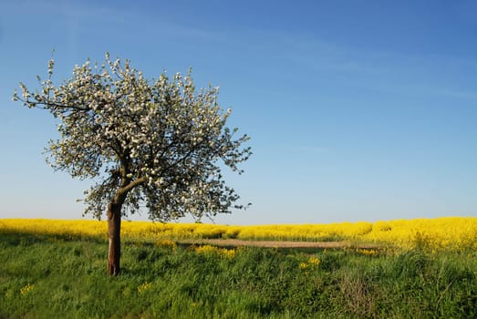The Apple Tree