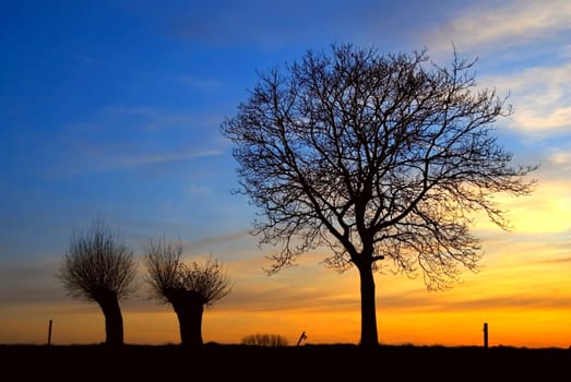 sunset with trees