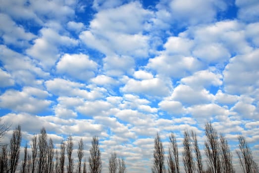 cloudscape with line of trees