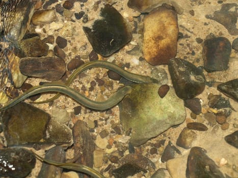 Lampreys in the stream,Lampetra fluviatilis