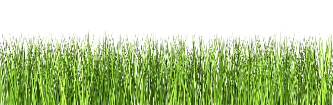 Grass
