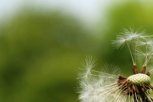 Dandelion