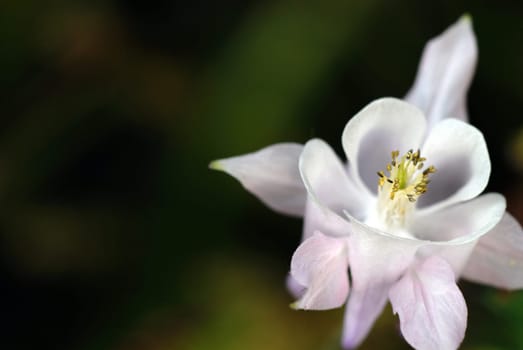 Columbine,Insights