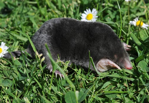 This young mole almost ran in front of my bike. After a few photos,he got his freedom back!