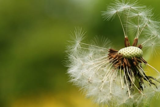 Dandelion
