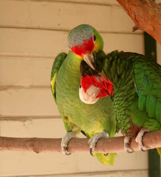 Parrots