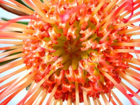 pincushion