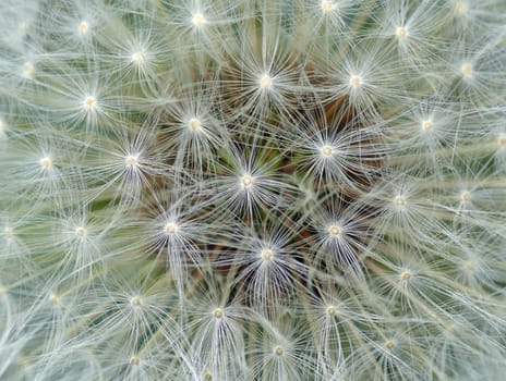 The fruits of the common dandelion,the "dandelion"",are achenes equipped with hairy parachutes (pappus),which are spread by the wind (umbrella flyer)."