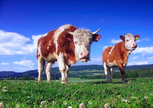 Two cow on pasture.