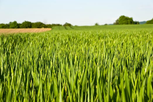 Cornfield and wheat