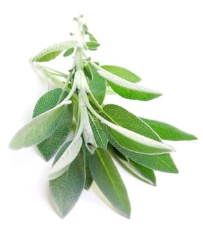 Sage on white background