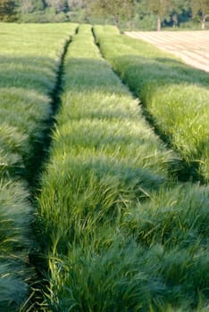 Corn field and wheat fields