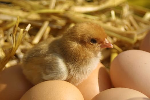 Chabo chicks...