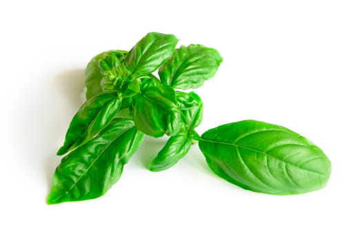 Basil with white background