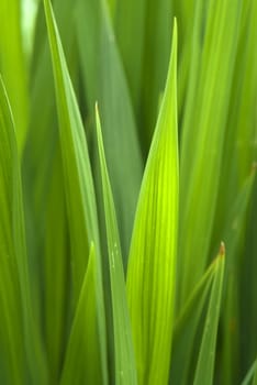 Grass abstract
