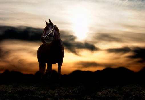 Sunset and balck horse