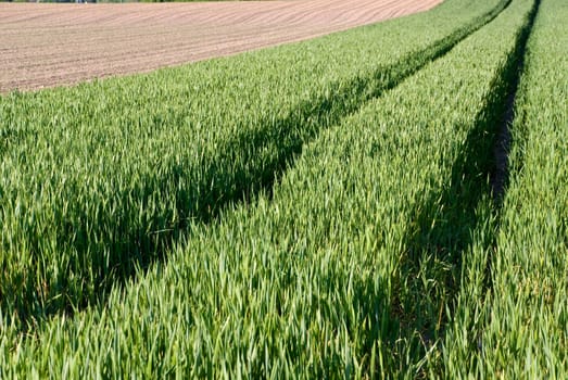 cornfield