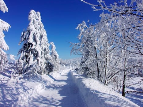 Czech Republic - snowy way