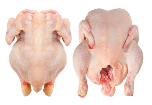 Ancestor and back chicken isolated