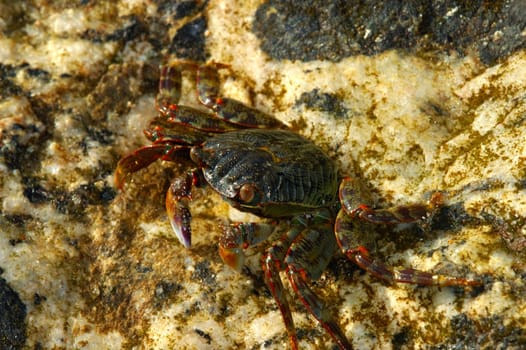 Crab in shallow water