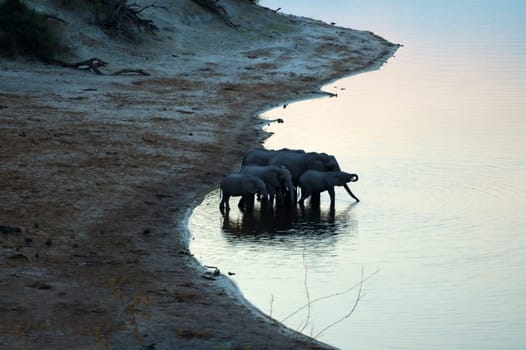 African elephants drinking trough