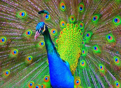 Peacock brightly colored
