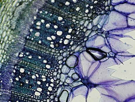 Rose stem cross-section