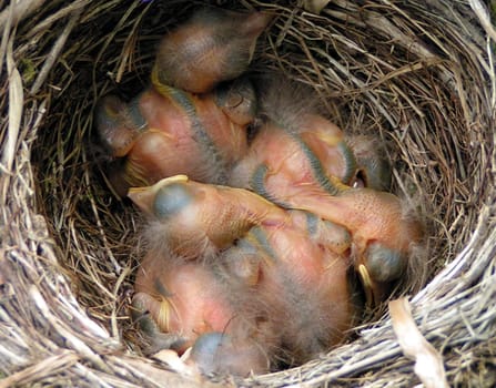 Blackbird babies